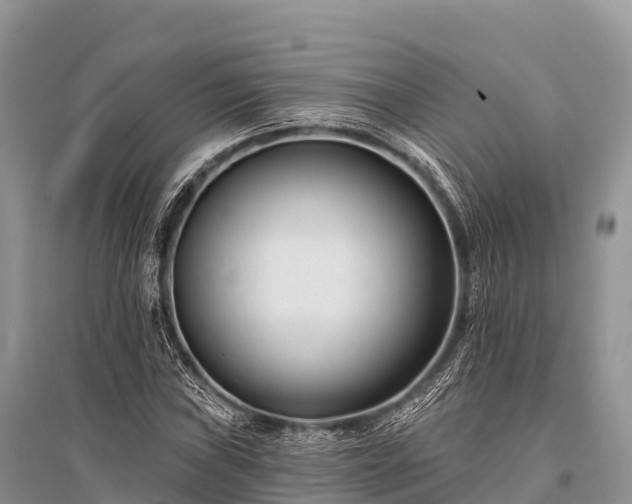 X0000096151019200801251059