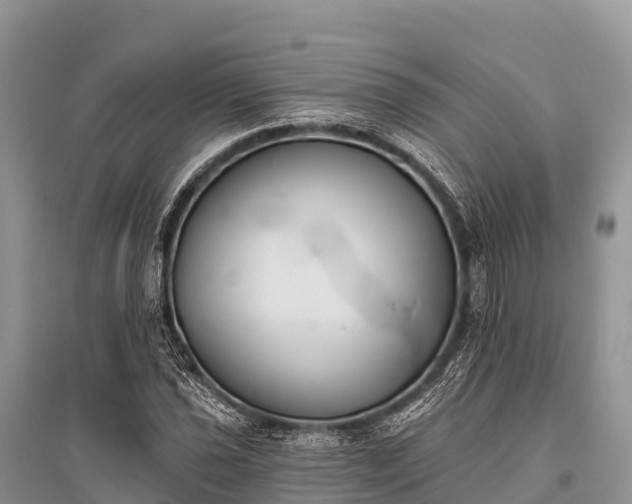 X0000096151021200801251059