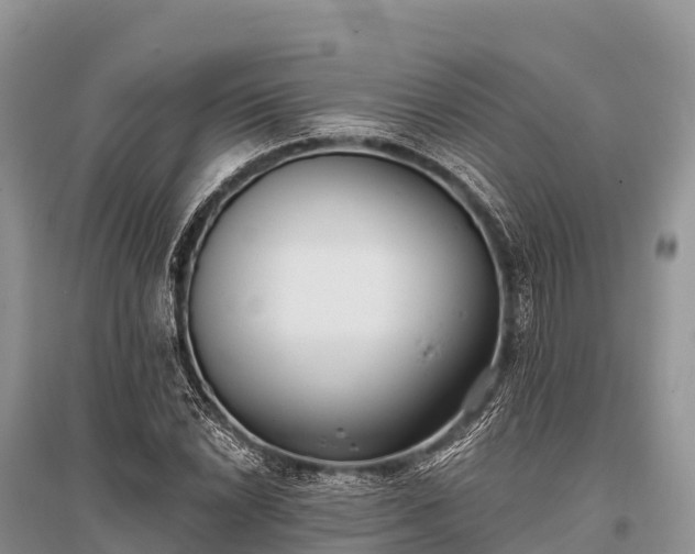 X0000096151022200801251059