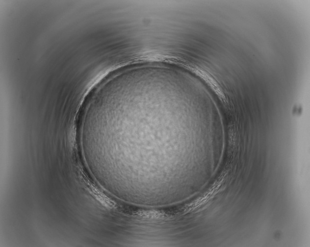 X0000096151023200801251059