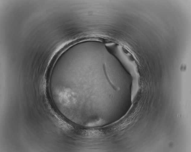 X0000096151024200801251059
