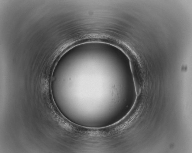 X0000096151025200801251059