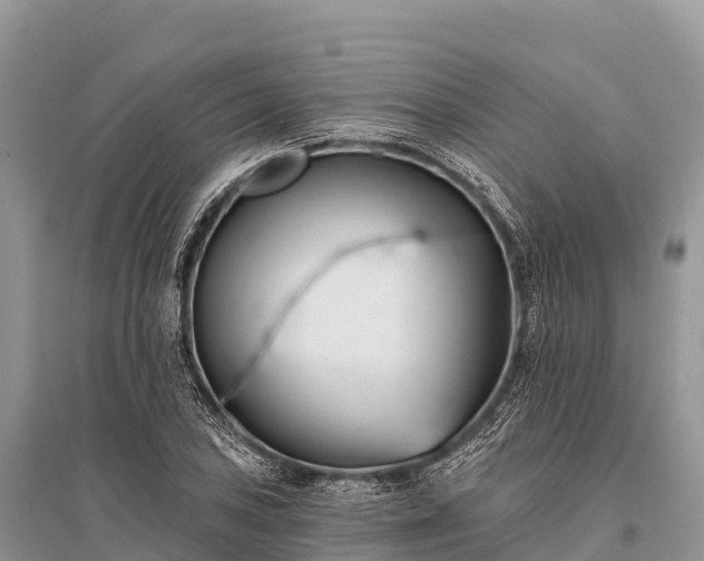 X0000096151027200801251100