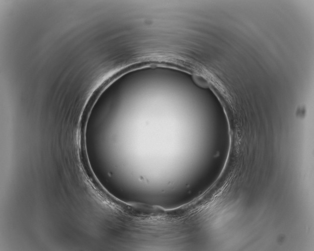 X0000096151028200801251100