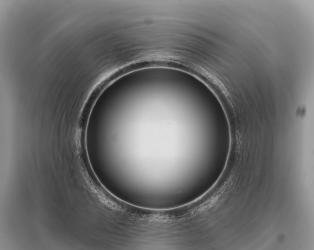 X0000096151029200801251100