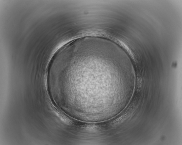 X0000096151035200801251100
