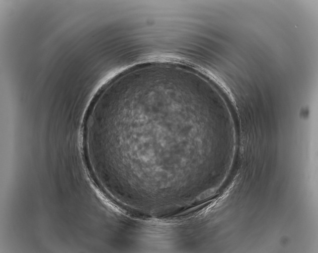 X0000096151037200801251100