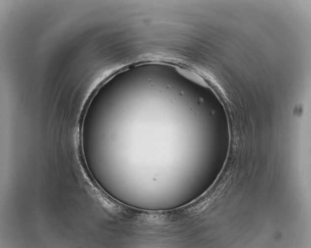 X0000096151040200801251100