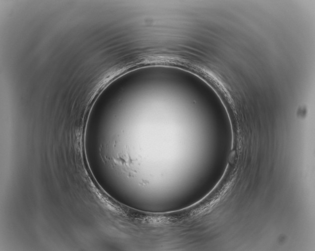 X0000096151041200801251100