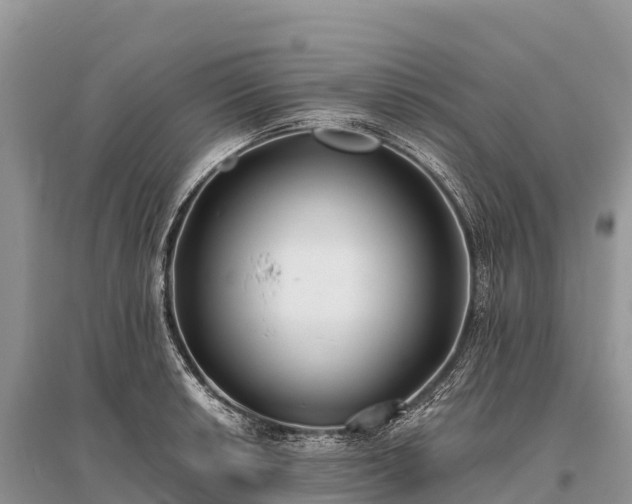 X0000096151042200801251100