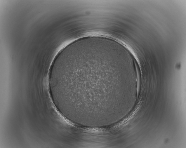 X0000096151045200801251100