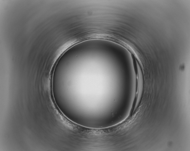 X0000096151050200801251100