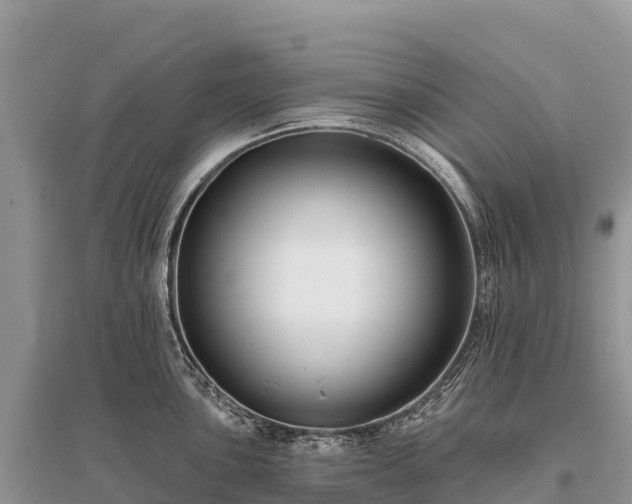 X0000096151051200801251100