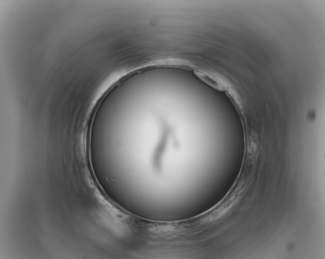X0000096151054200801251100