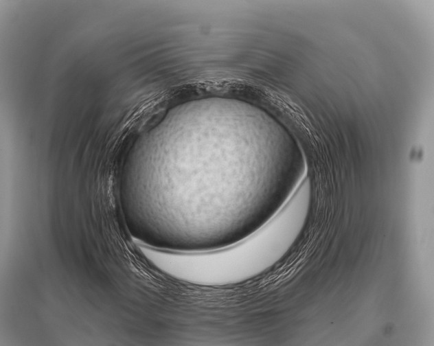 X0000096151060200801251059