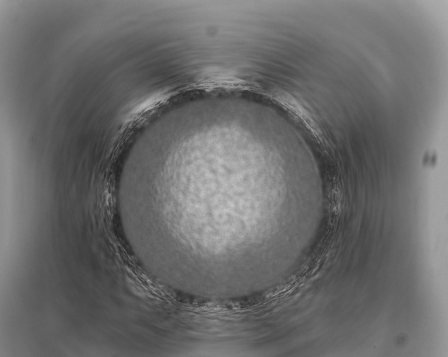X0000096151063200801251059