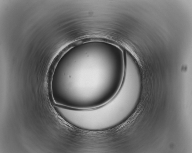 X0000096151068200801251059