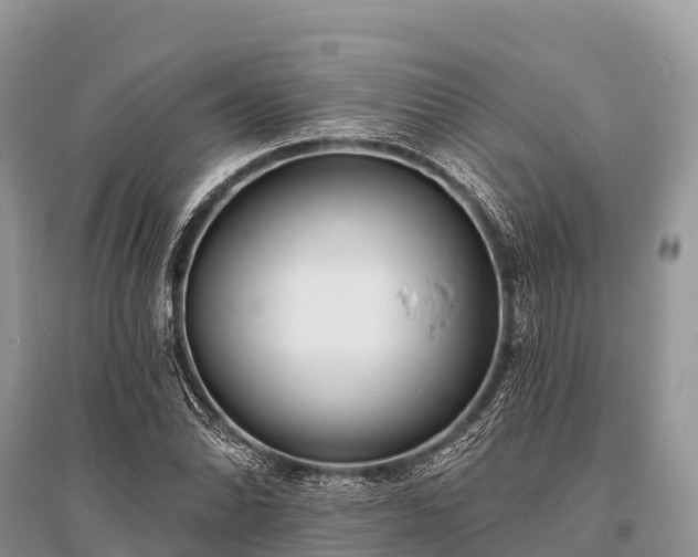 X0000096151070200801251059