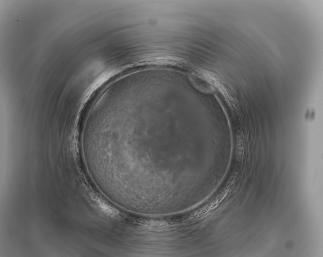 X0000096151071200801251059