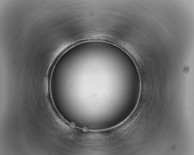 X0000096151079200801251059