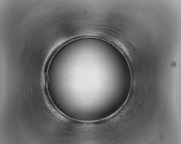 X0000096151080200801251059