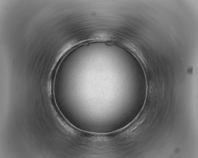X0000096151083200801251059