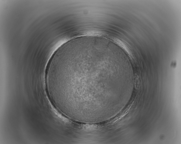 X0000096151087200801251059