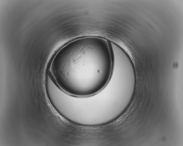 X0000096151088200801251059