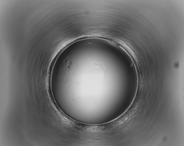 X0000096151093200801251059