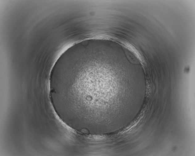 X0000096151095200801251059