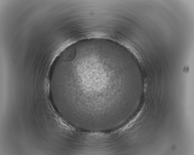 X0000096151117200801251058