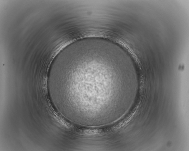 X0000096151121200801251058