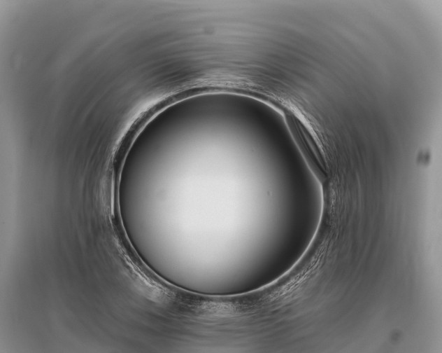 X0000096151123200801251058