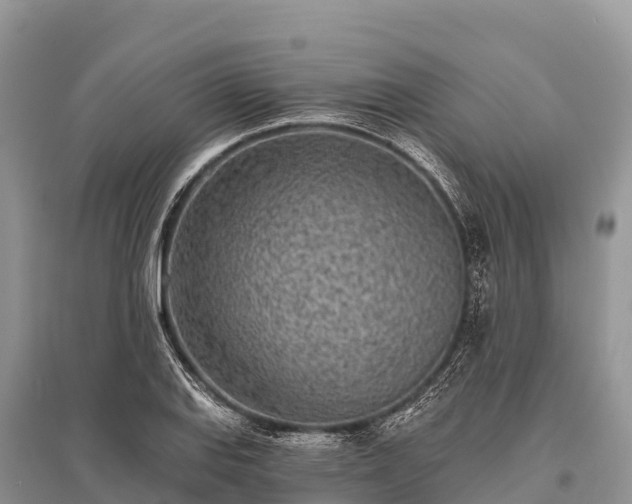 X0000096151127200801251058