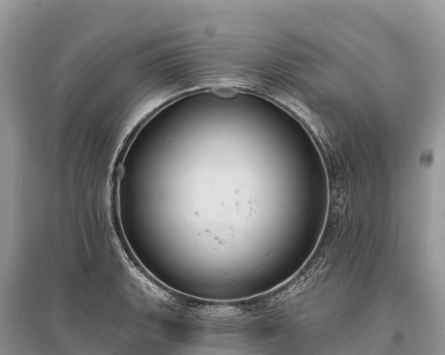 X0000096151135200801251058