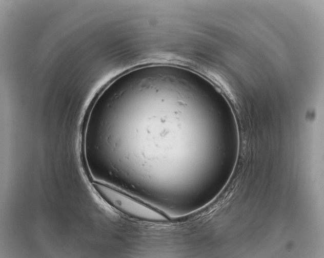 X0000096151136200801251058