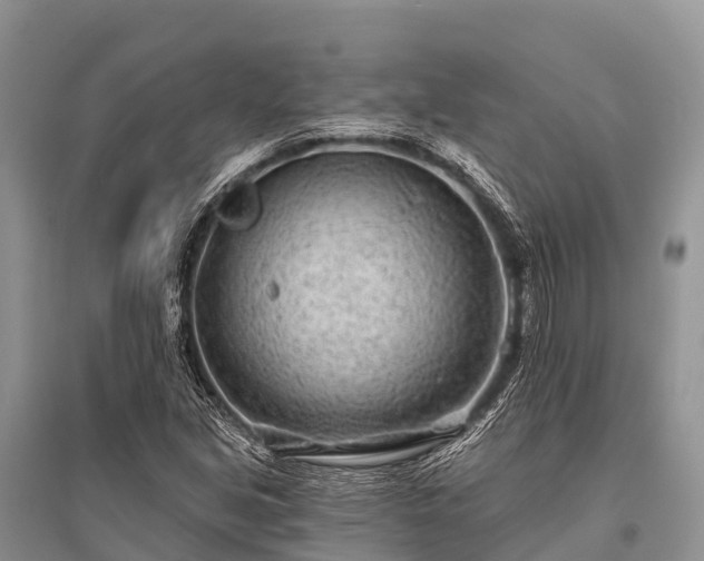 X0000096151213200801251057