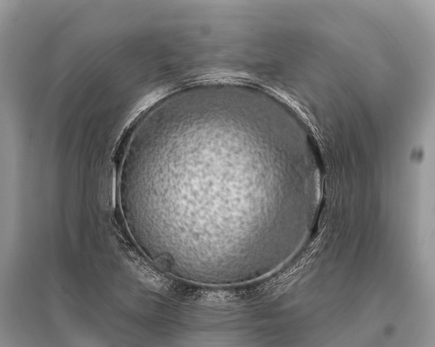 X0000096151219200801251057