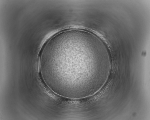 X0000096151223200801251057