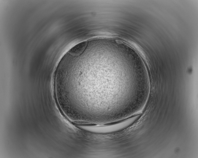 X0000096151243200801251057