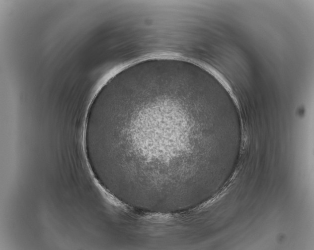 X0000096151245200801251057