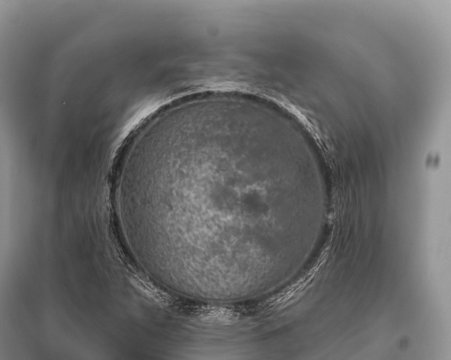 X0000096151263200801251056