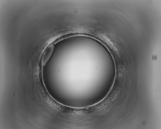 X0000096151264200801251056
