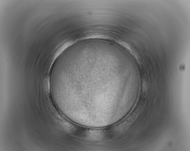 X0000096151274200801251056