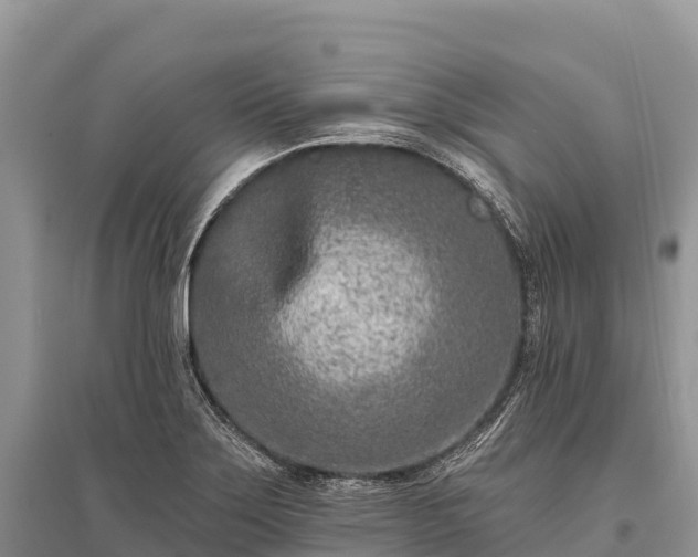 X0000096151275200801251056