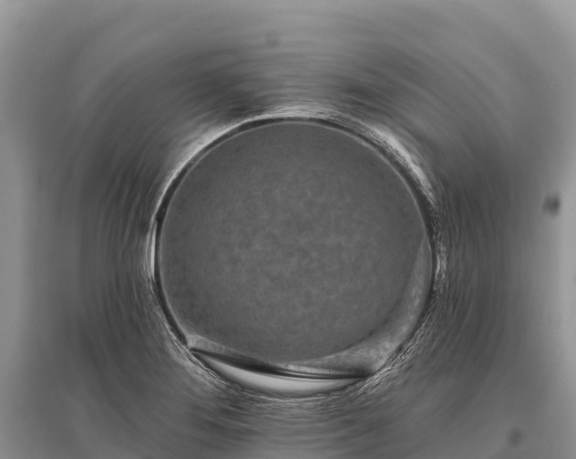 X0000096151276200801251056