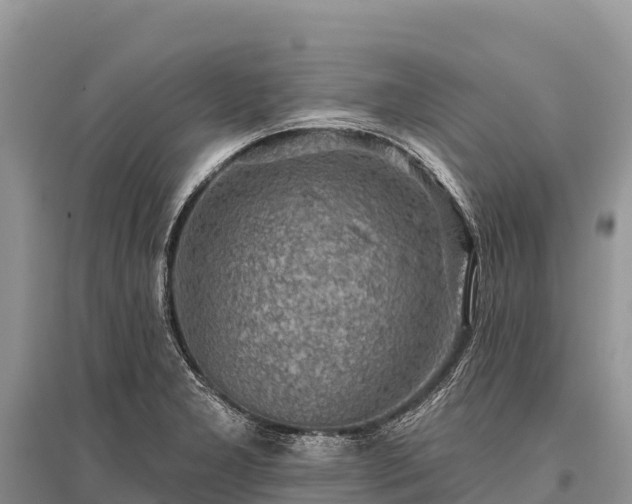 X0000096151277200801251056