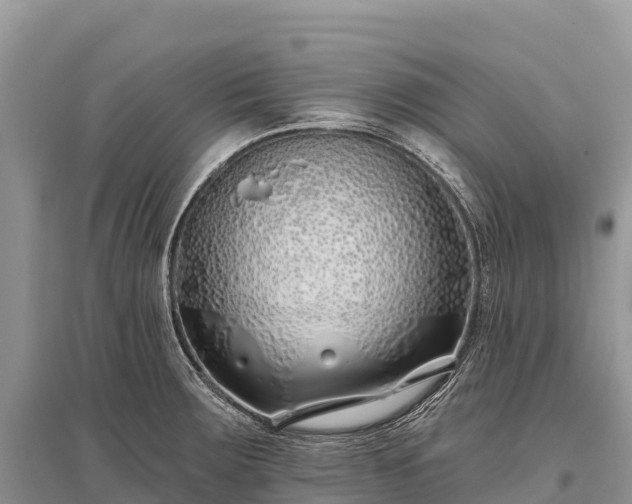X0000096151283200801251056