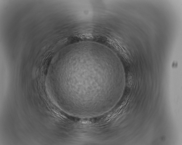 X0000096151297200801251055