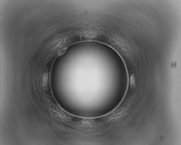 X0000096151299200801251055